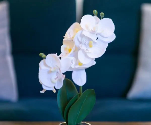 Appart-hotel-darney *